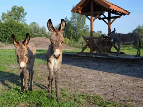 Bursztynowy Zakatek * Jantar